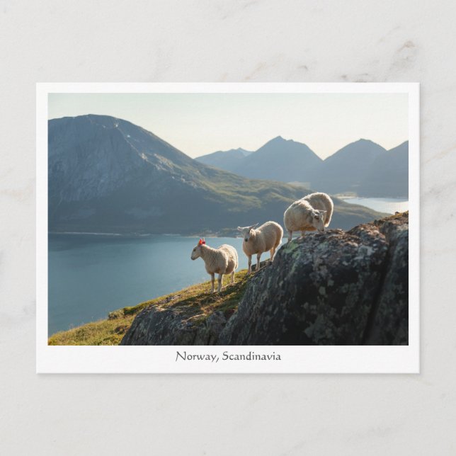 Norway Sheep Postcard (Front)
