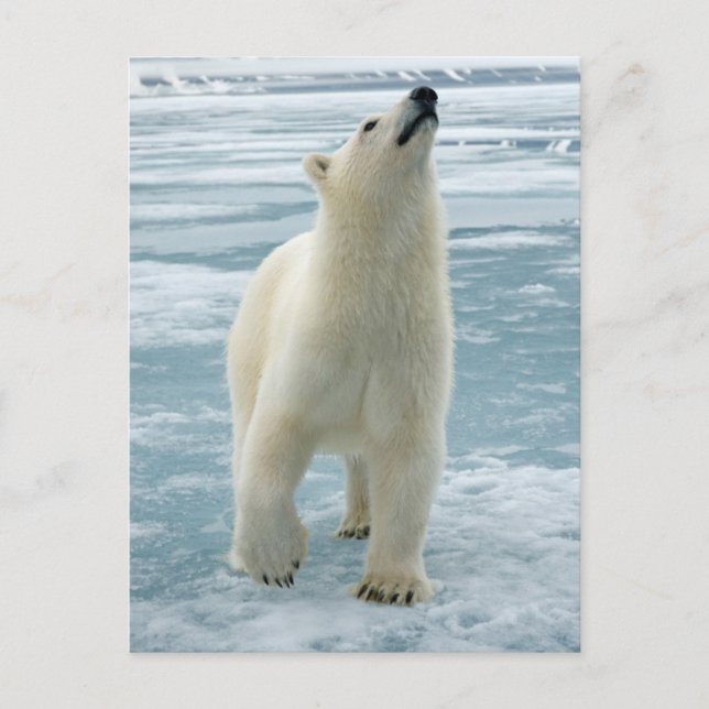 Norway, Svalbard Archipelago, Spitsbergen 8 Postcard (Front)
