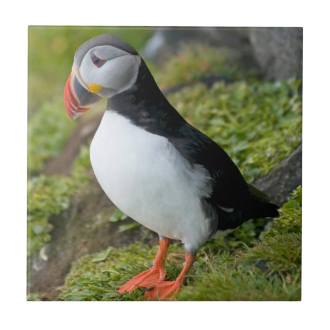 Norway, Svalbard Archipelago, Spitsbergen 9 Tile (Front)