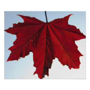 Norwegian Crimson King Maple Leaf Photo Print