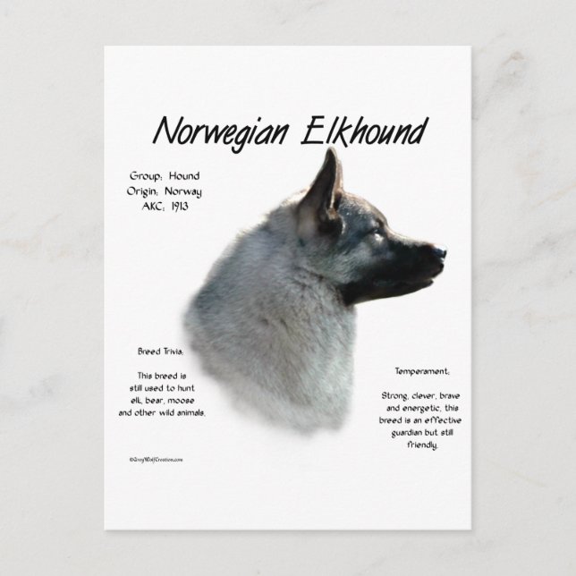 Norwegian Elkhound History Design Postcard (Front)