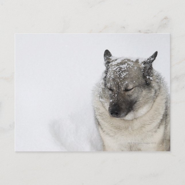 Norwegian Elkhound Postcard (Front)