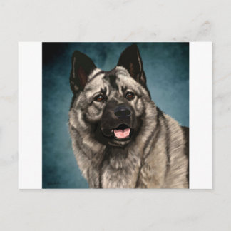 Norwegian Elkhound Postcard