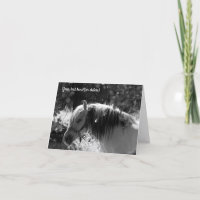 Norwegian Fjord Horse in Black and White