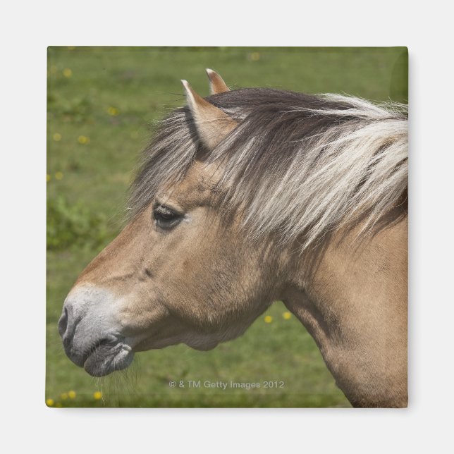 Norwegian Fjord Horse Magnet (Front)