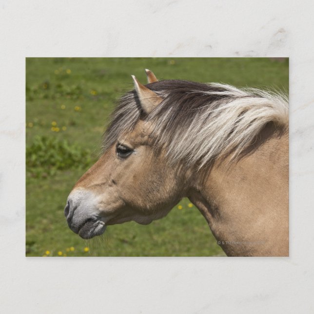 Norwegian Fjord Horse Postcard (Front)