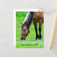 Norwegian Fjord Horse Postcard