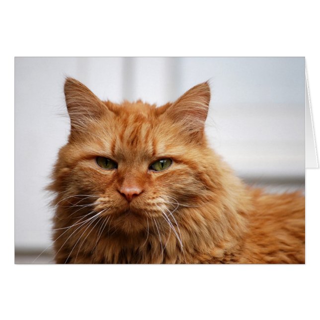 Norwegian Forest Cat (Front Horizontal)