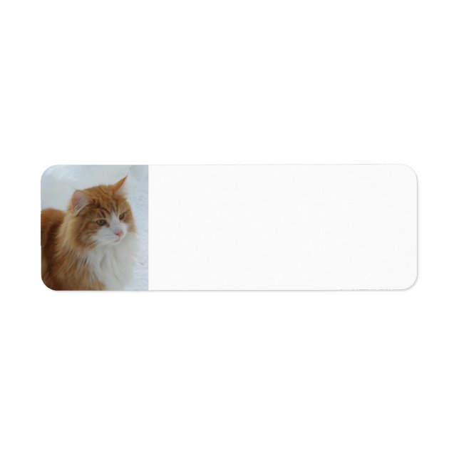Norwegian_Forest_Cat (Front)