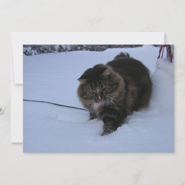 norwegian forest cat brown tabby in snow (Front)