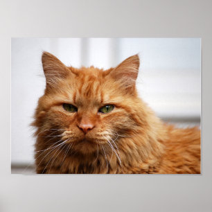 Norwegian Forest Cat Canvas Print