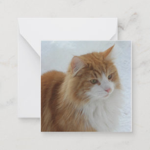 Norwegian_Forest_Cat Card