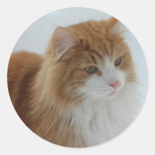 Norwegian_Forest_Cat Classic Round Sticker
