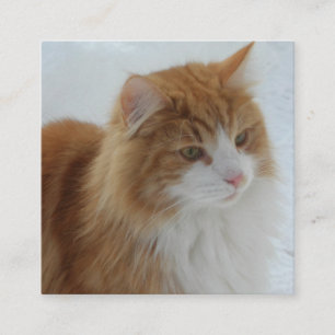 Norwegian_Forest_Cat Enclosure Card