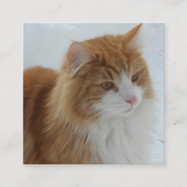 Norwegian_Forest_Cat Enclosure Card (Front)