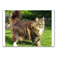 norwegian forest cat full.png