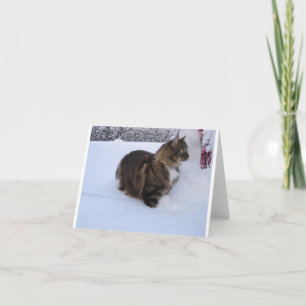 norwegian forest cat in snow card