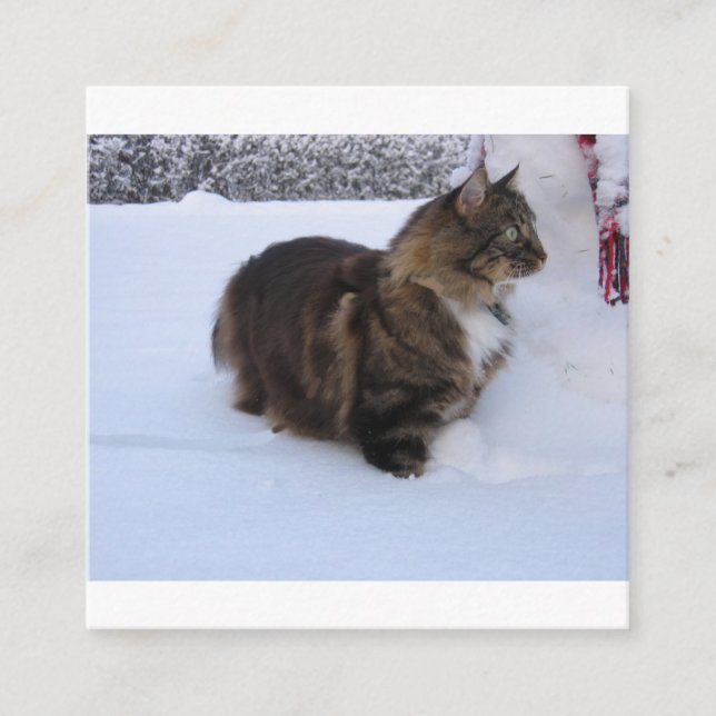 norwegian forest cat in snow enclosure card (Front)