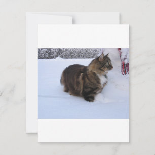 norwegian forest cat in snow holiday card