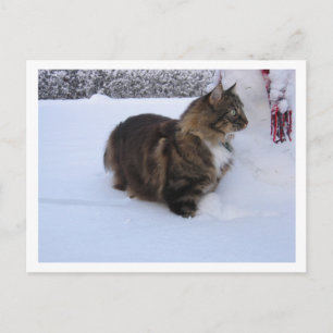 norwegian forest cat in snow holiday postcard