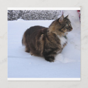 norwegian forest cat in snow program