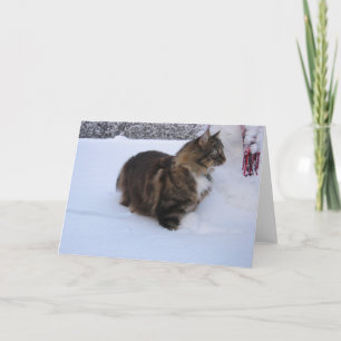 norwegian forest cat in snow program