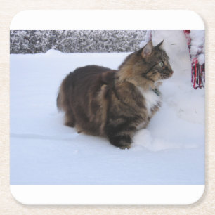 norwegian forest cat in snow square paper coaster