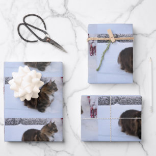norwegian forest cat in snow wrapping paper sheet