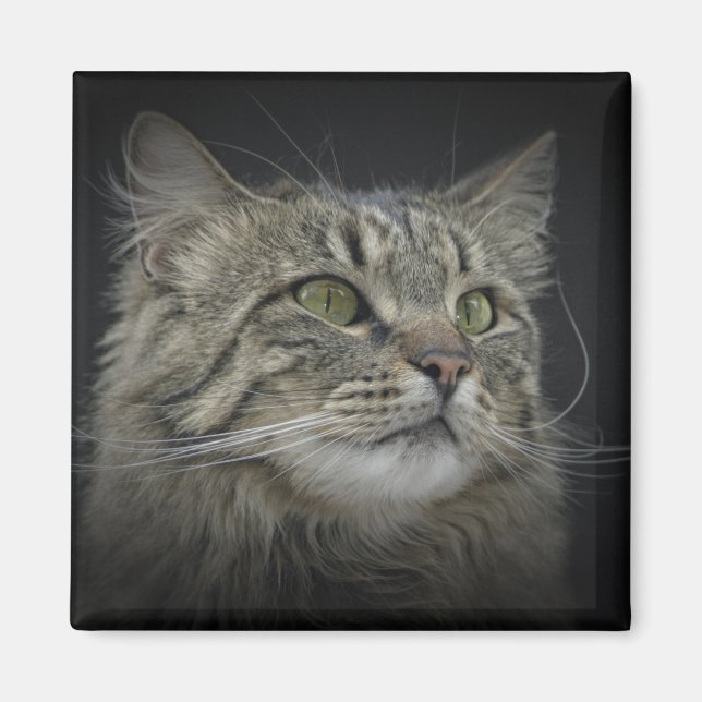 Norwegian Forest cat portrait Magnet (Front)