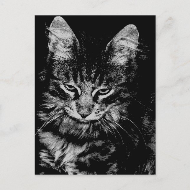 Norwegian Forest Cat Postcard (Front)