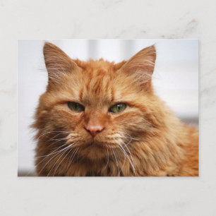 Norwegian Forest Cat Postcard