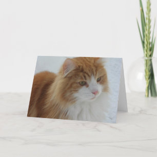 Norwegian_Forest_Cat Program