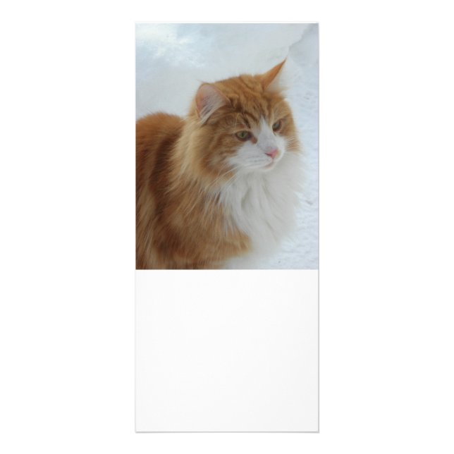 Norwegian_Forest_Cat Rack Card (Front)