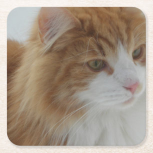 Norwegian_Forest_Cat Square Paper Coaster