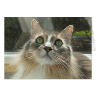 Norwegian Forest Chat gris et blanc