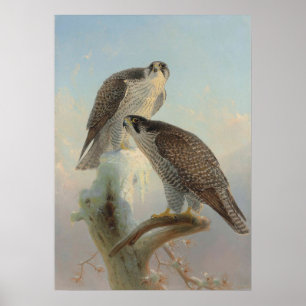 Norwegian gyrfalcon by Joseph Wolf Poster