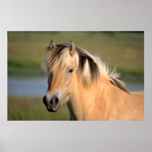 Norwegian kagePony, Norwegian fjord horse, Poster