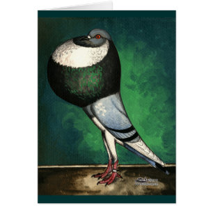 Norwich Cropper Blue Pied