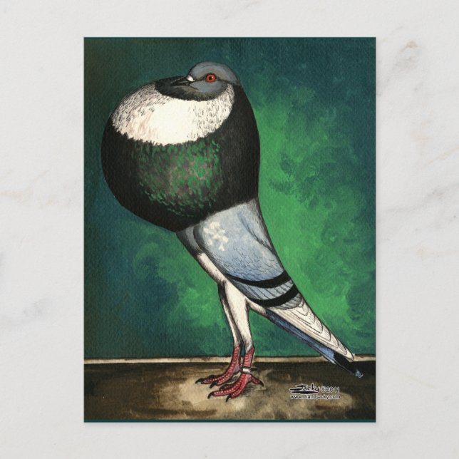 Norwich Cropper Blue Pied Postcard (Front)