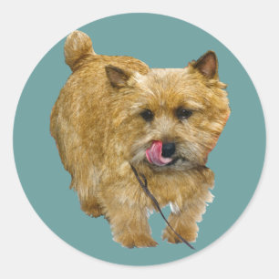 Norwich Terrier Classic Round Sticker
