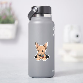 Norwich terrier Puppy