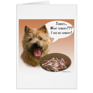 Norwich Terrier Turkey