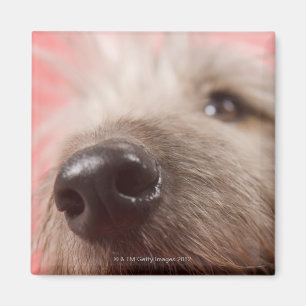 Nose of dog magnet