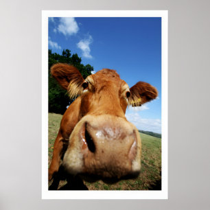 Nosey Cow Fine Art Print Humorous Farm Animal