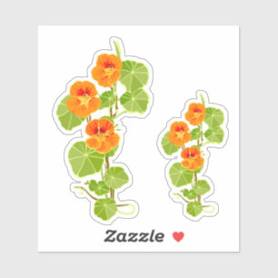 Nostalgic Nasturtium