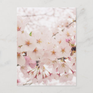 nostalgic sakura postcard