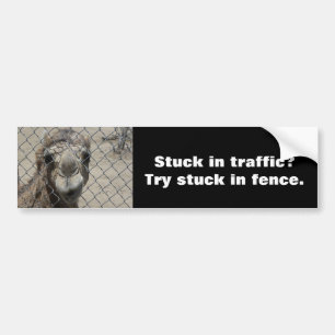 Nosy camel bumper sticker