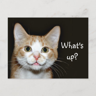 Nosy cat postcard