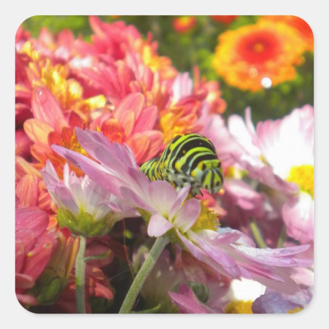 Nosy Caterpillar Stickers (Front)