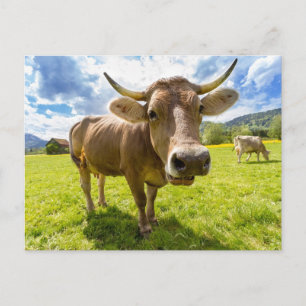 Nosy cow grazing postcard